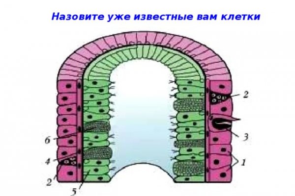 Через какой браузер можно зайти на кракен